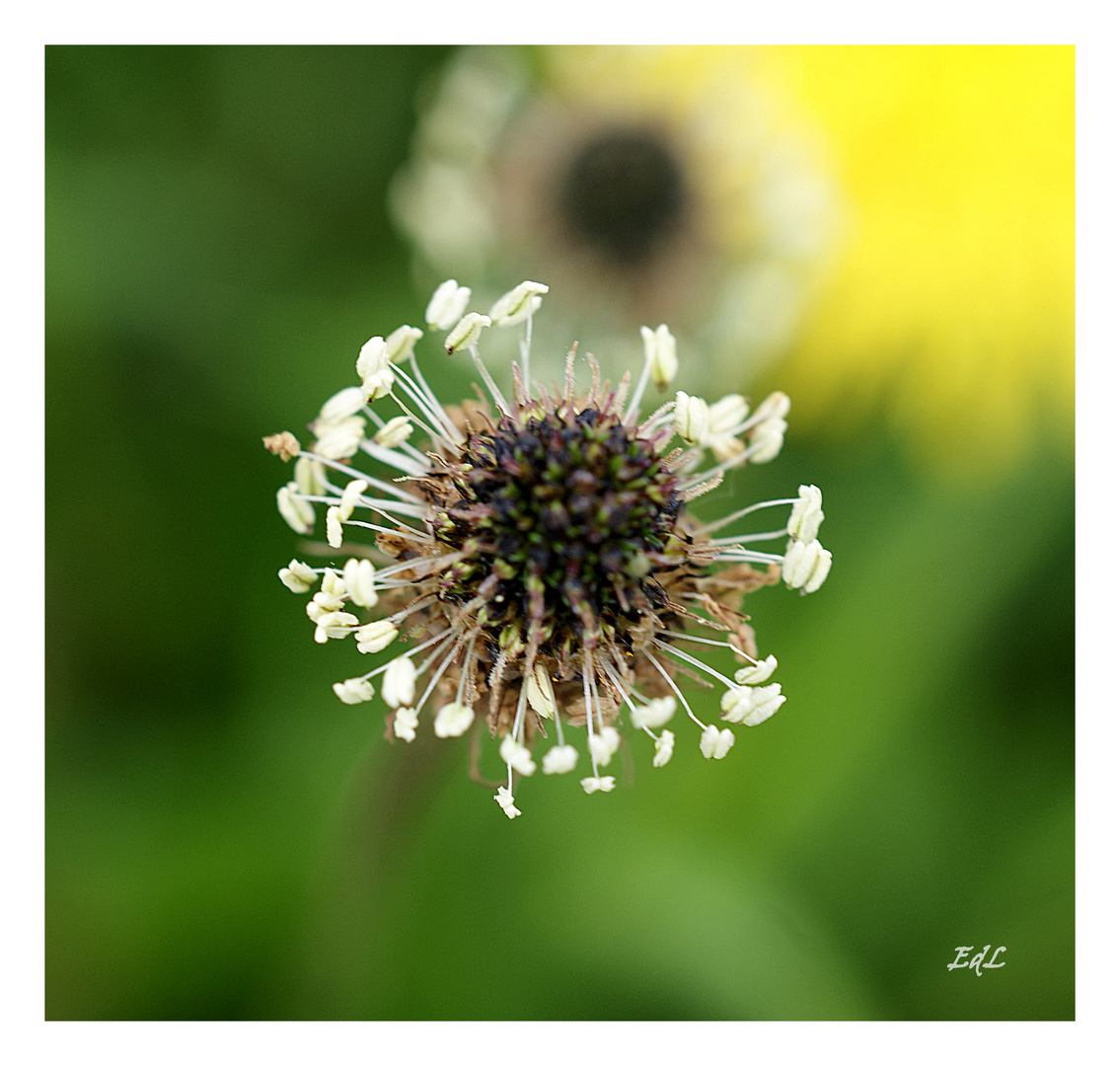 Plantago lanceolata