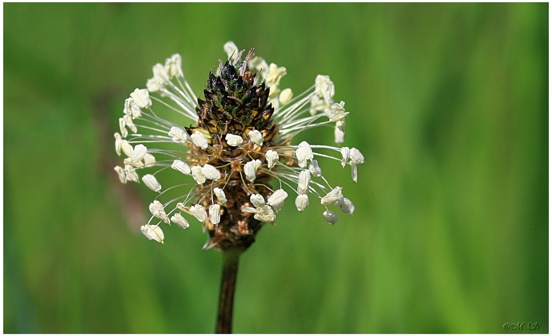 Plantago lanceolata.