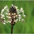 Plantago lanceolata.