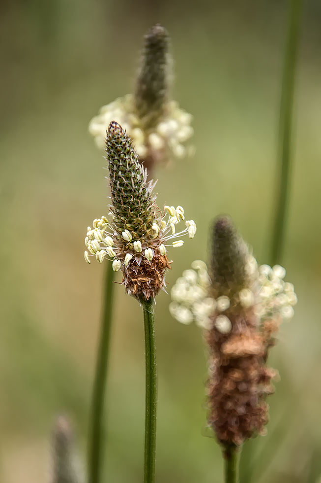 Plantago lanceolata...