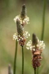 Plantago lanceolata...