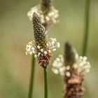 Plantago lanceolata...