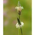 Plantago lanceolata - Spitzwegerich