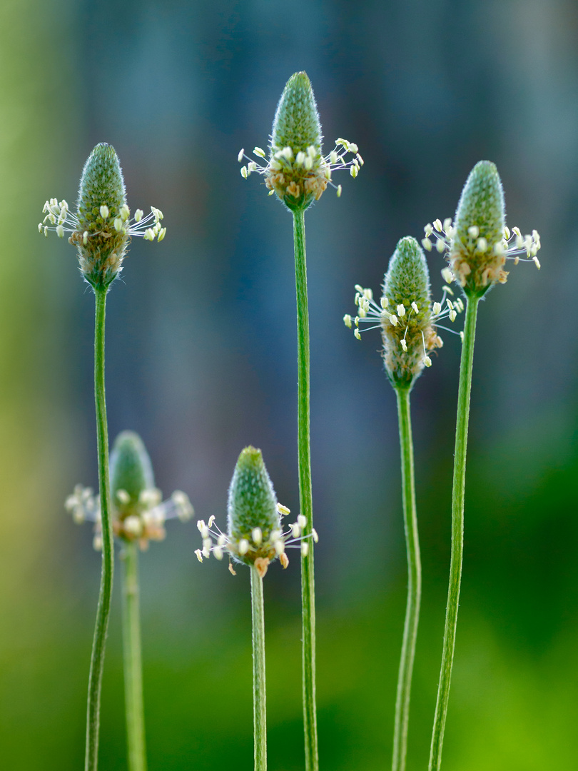 Plantago, modesta flor