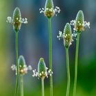 Plantago, modesta flor