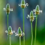 Plantago, modesta flor