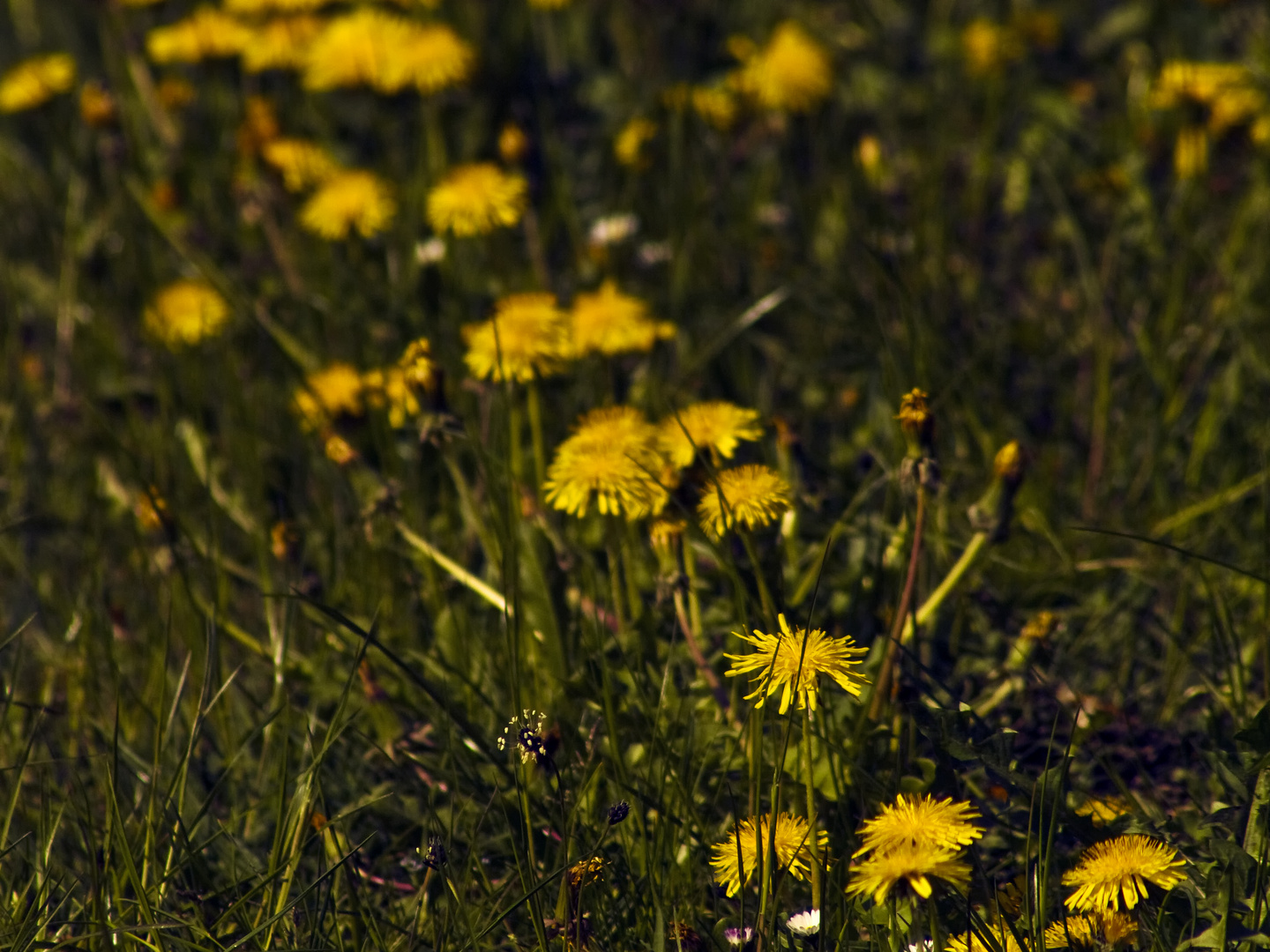 Plantago & Taraxacum