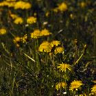 Plantago & Taraxacum