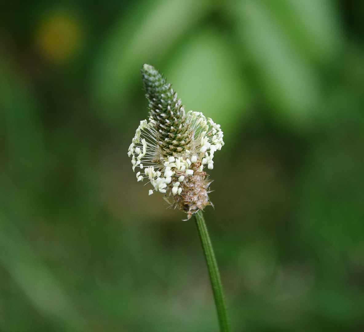 Plantain