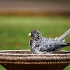 Plantain-Eater Bird