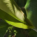 " PLANTAIN GEOMETRY "