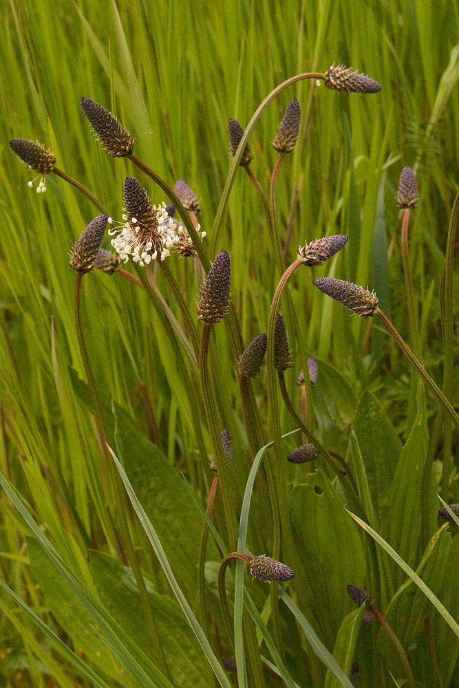 Plantain lancéolé