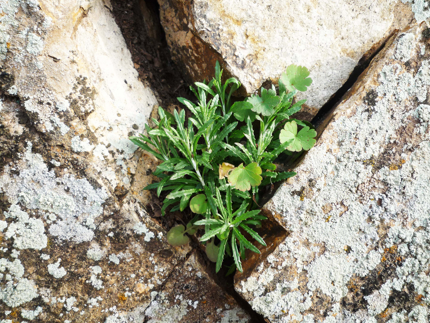 "Plantalitica"