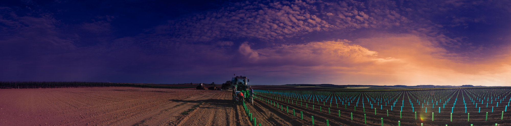 Plantando-Vin?as