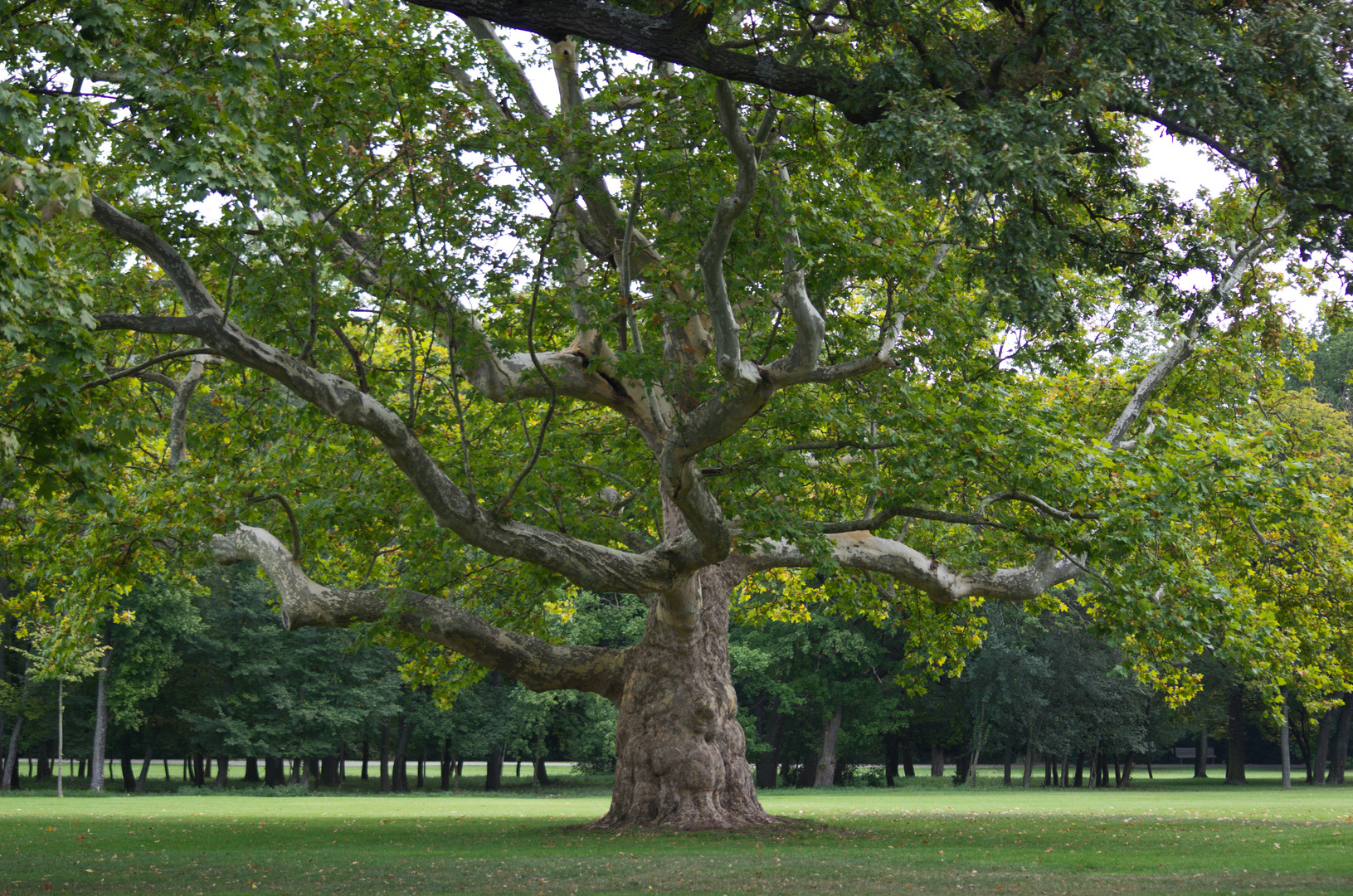 Plantane im Schlosspark