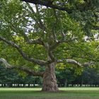 Plantane im Schlosspark