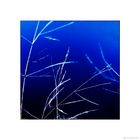 plantart blue