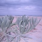 plantas a la playa