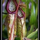 plantas carnivoras