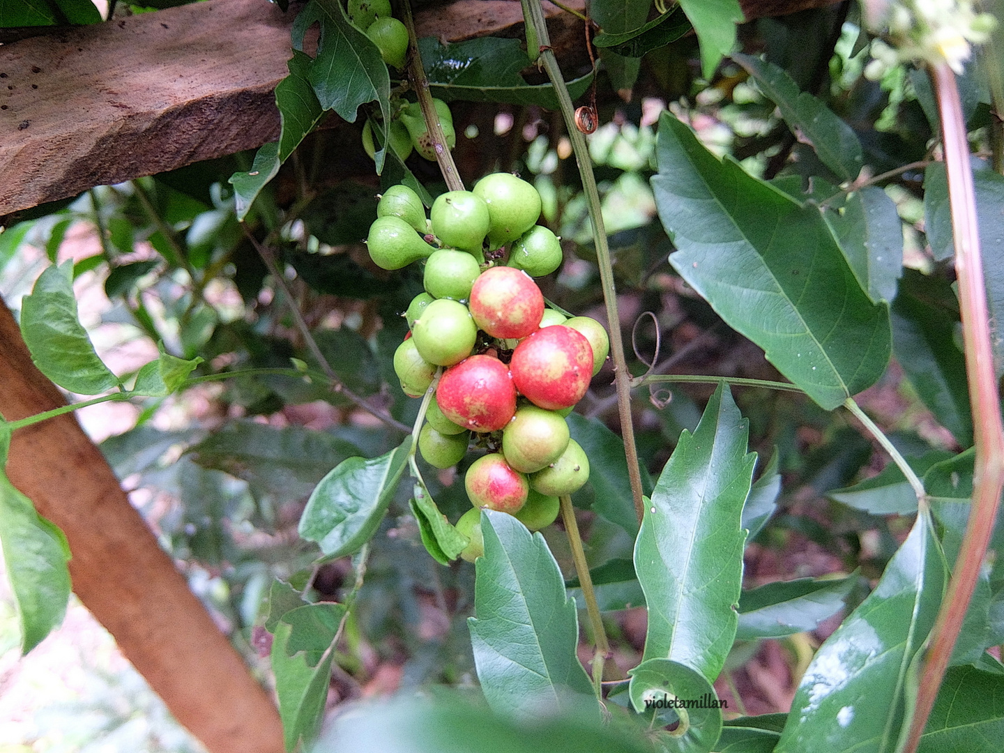 PLANTAS DE SEMILLAS DEL CAFE