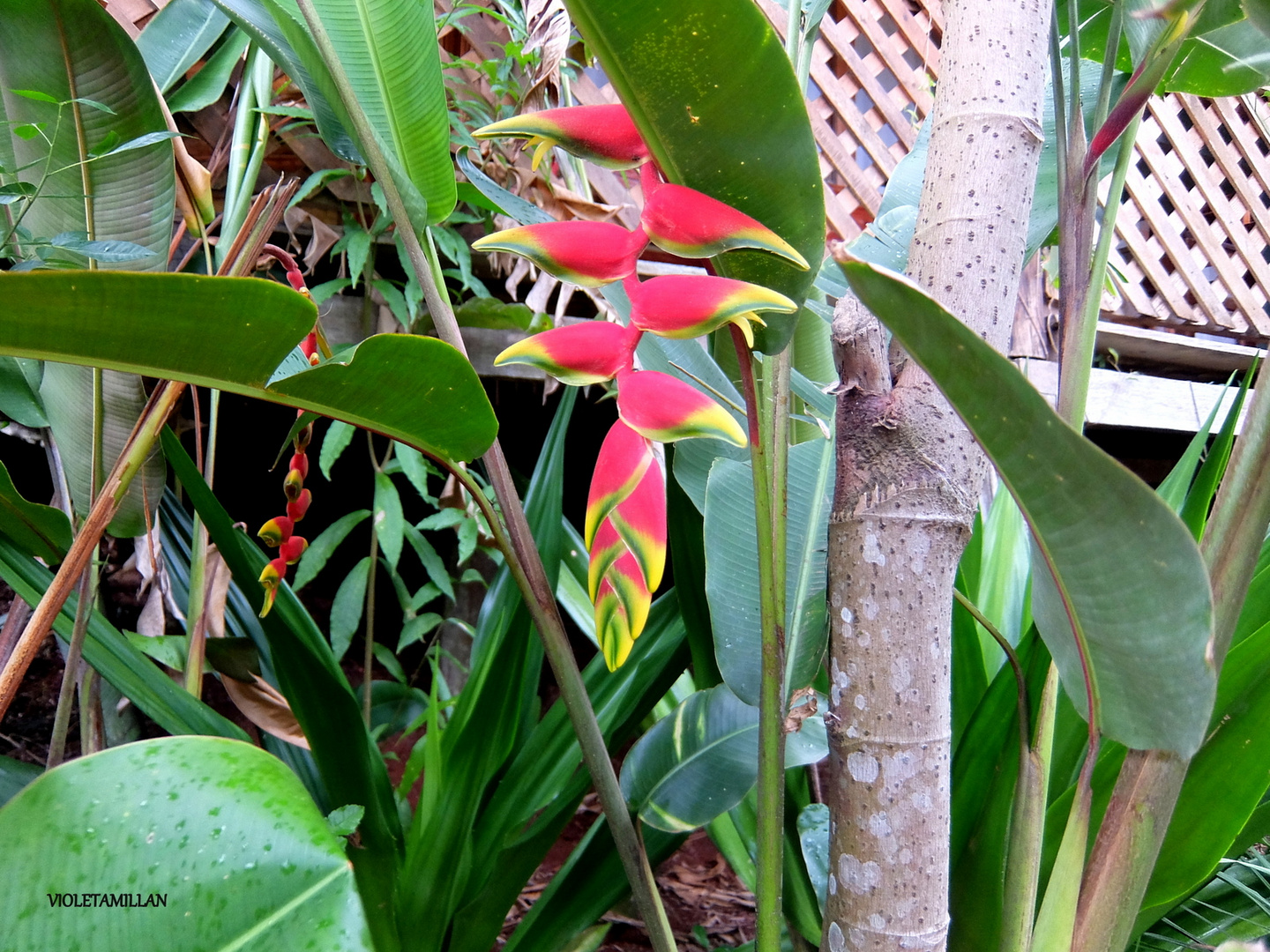 PLANTAS TROPICALES