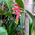 PLANTAS TROPICALES