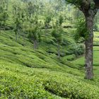 Plantation de thé quelque part en Inde