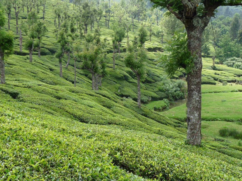 Plantation de thé quelque part en Inde