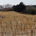 Plantation d'oyats préservés par des ganivelles