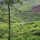 Plantations de thé à Munnar