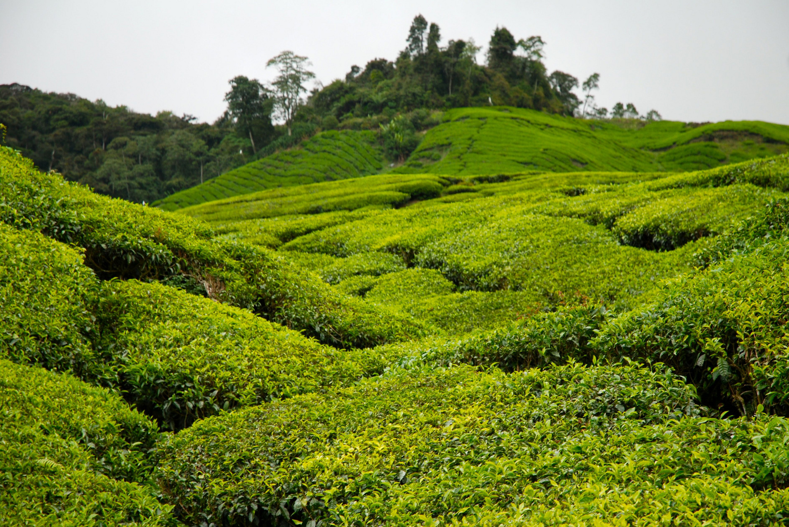 Plantations de thé, Malaysia