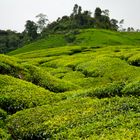 Plantations de thé, Malaysia
