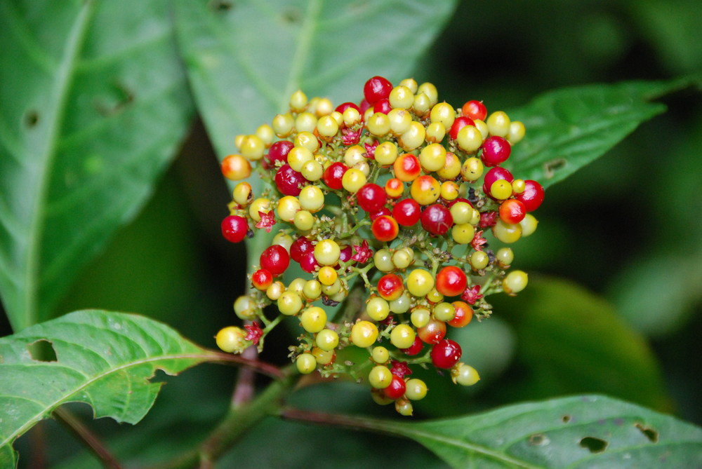 Plante au Costa Rica