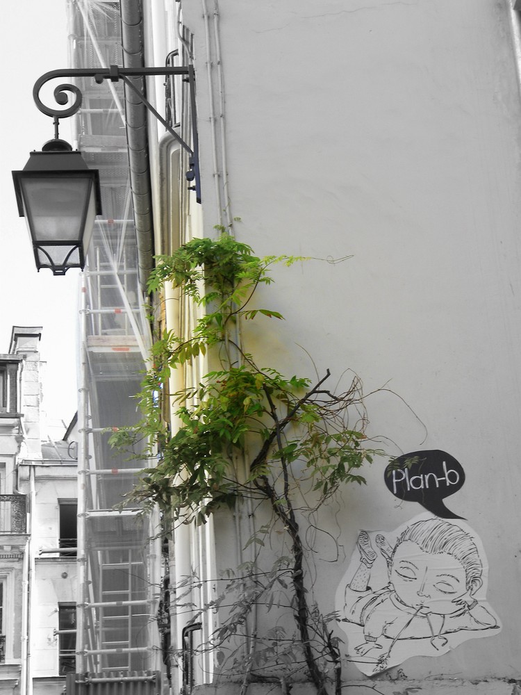 plante au mur