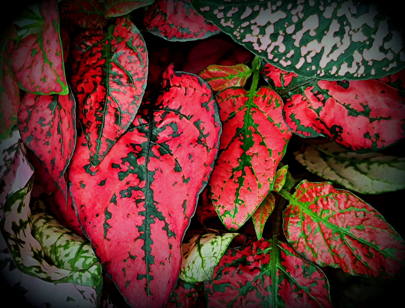 Plante aux feuilles rouges 