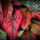 Plante aux feuilles rouges 