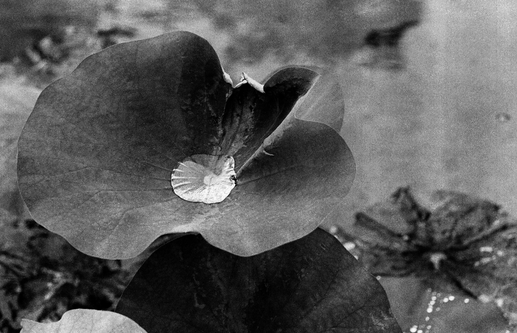 Plante ayant capturé l'eau