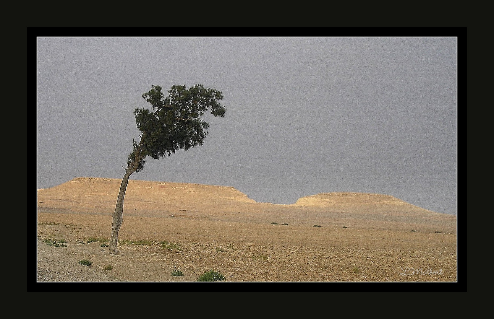 Planté dans le desert.