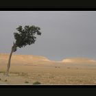 Planté dans le desert.