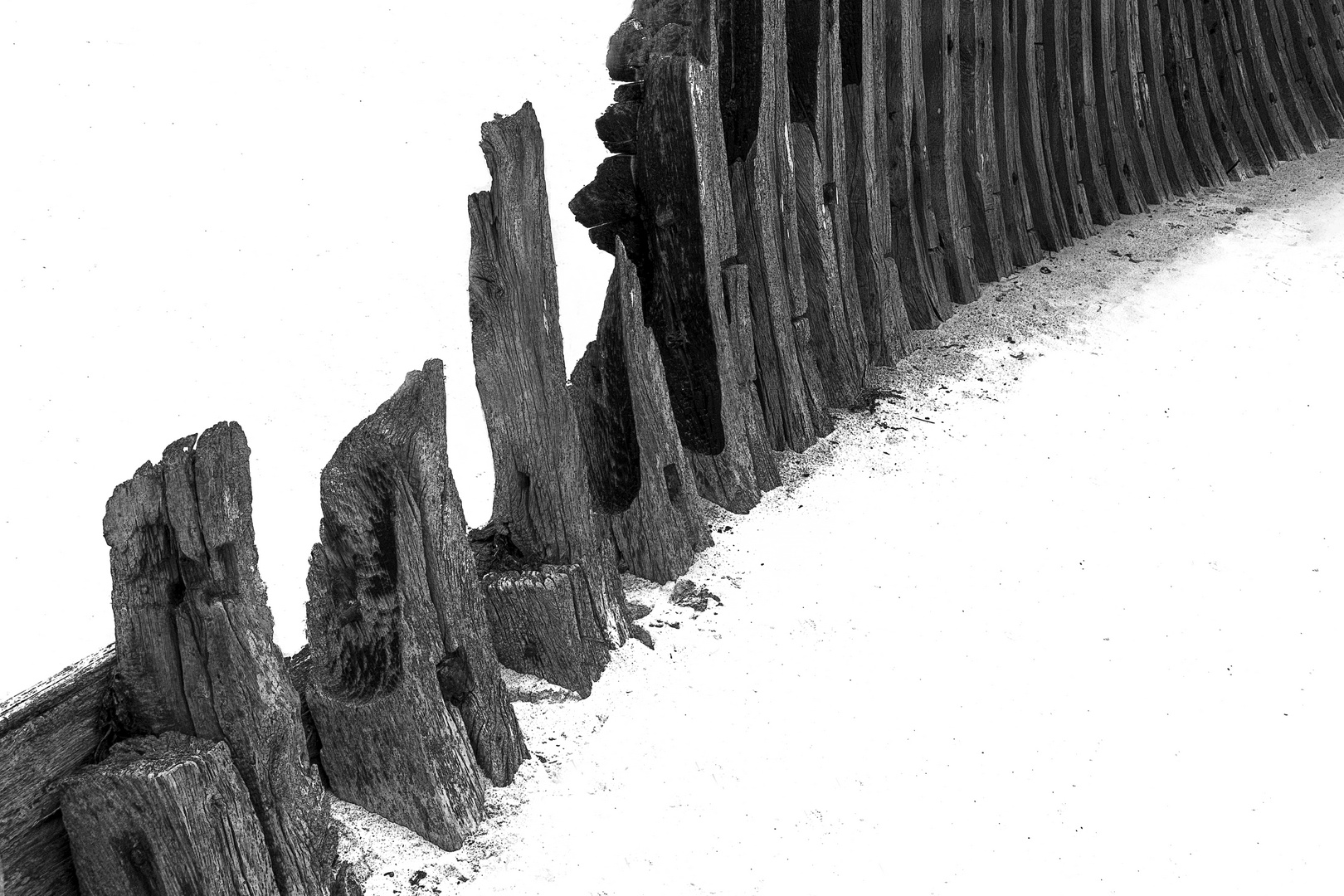 planté  dans le sable