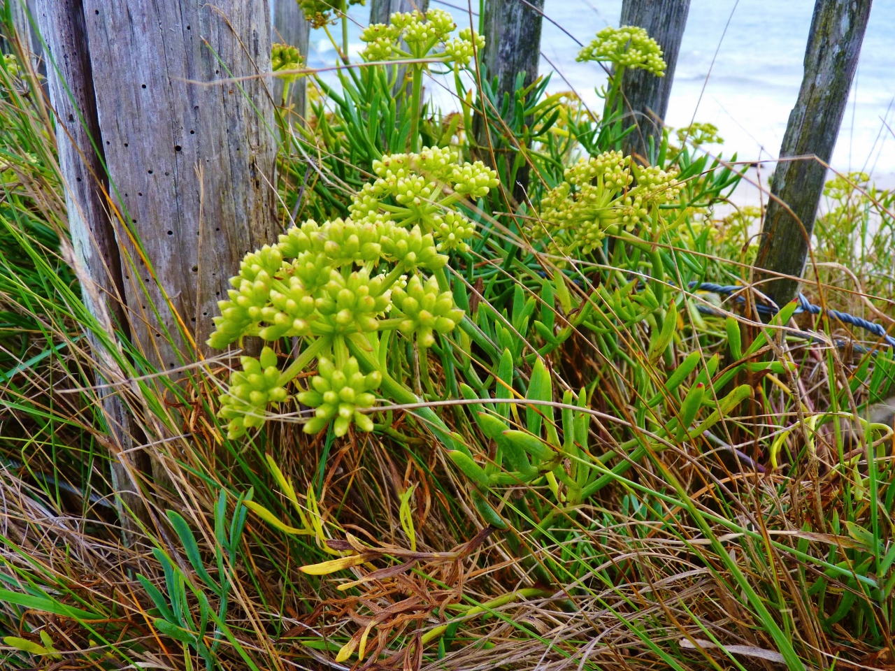 Plante de bord de mer "Criste marine"