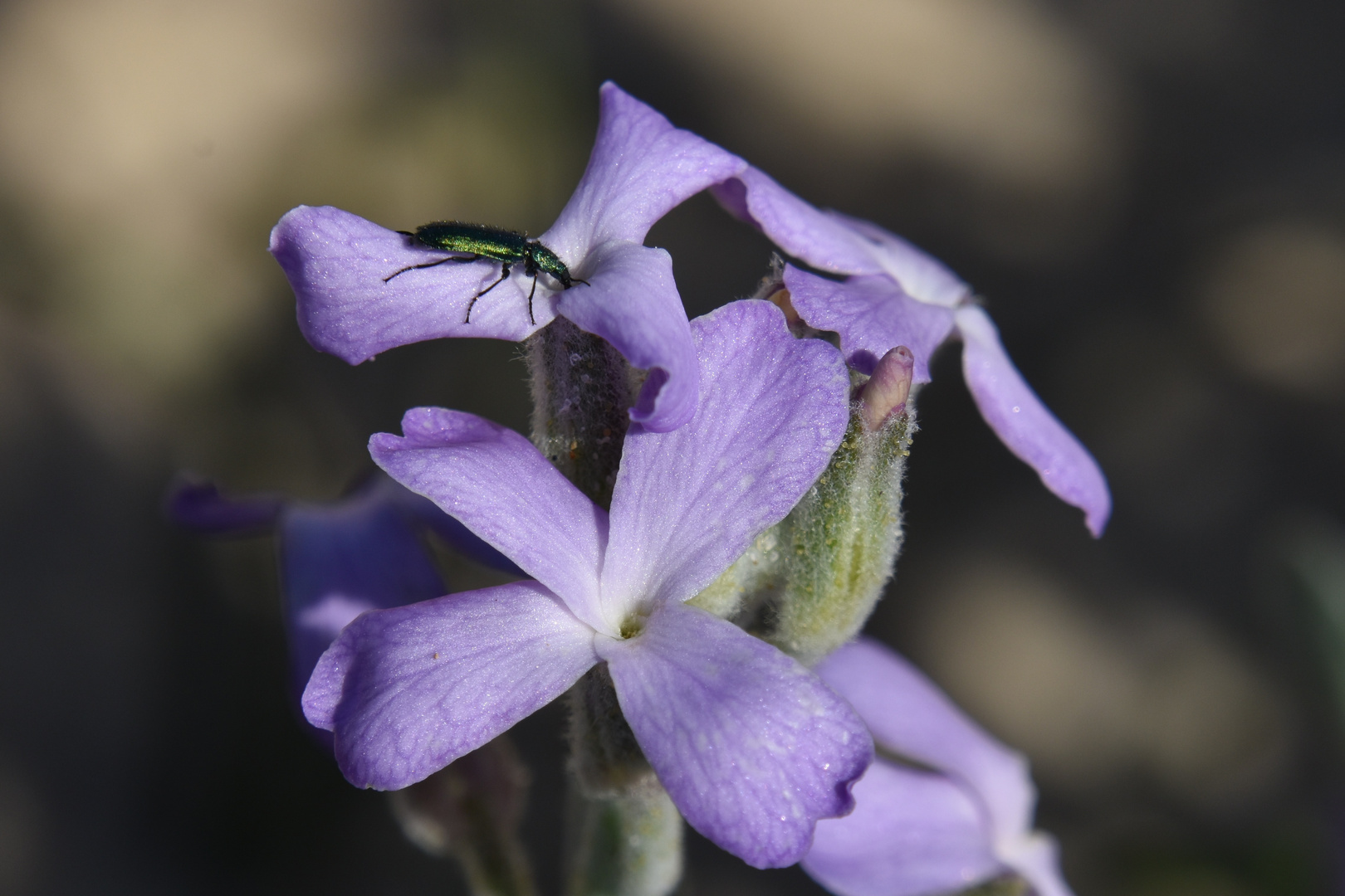 Plante des dunes