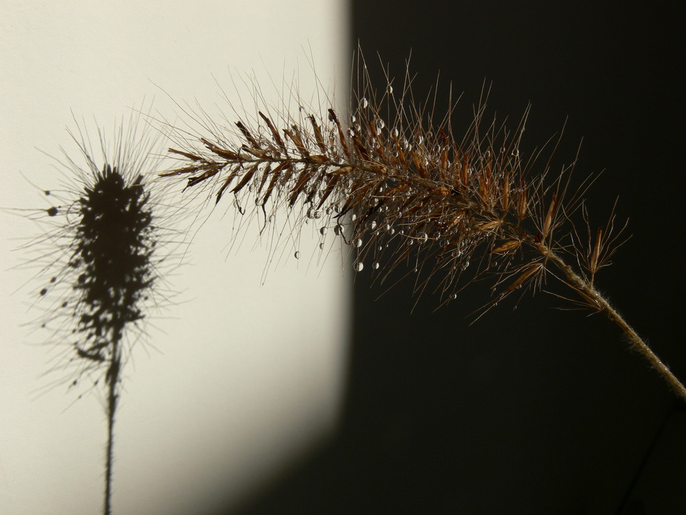 Plante et son ombre.