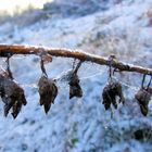 Plante et toile d'araignée recouvertent de glace