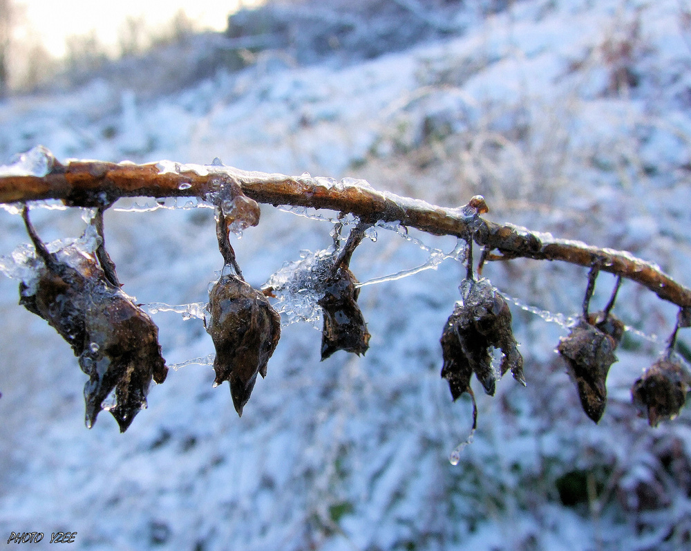 Plante et toile d'araignée recouvertent de glace