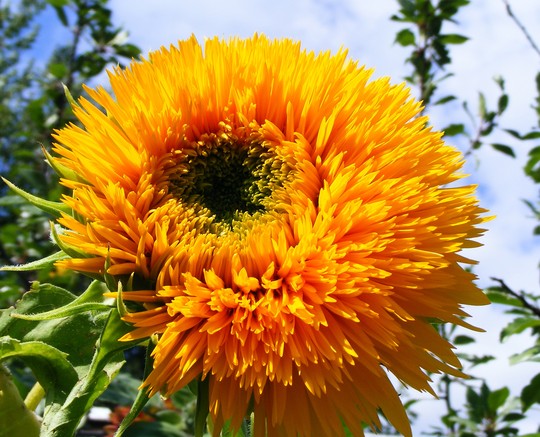 Plante soleil différente sortes au québec Canada