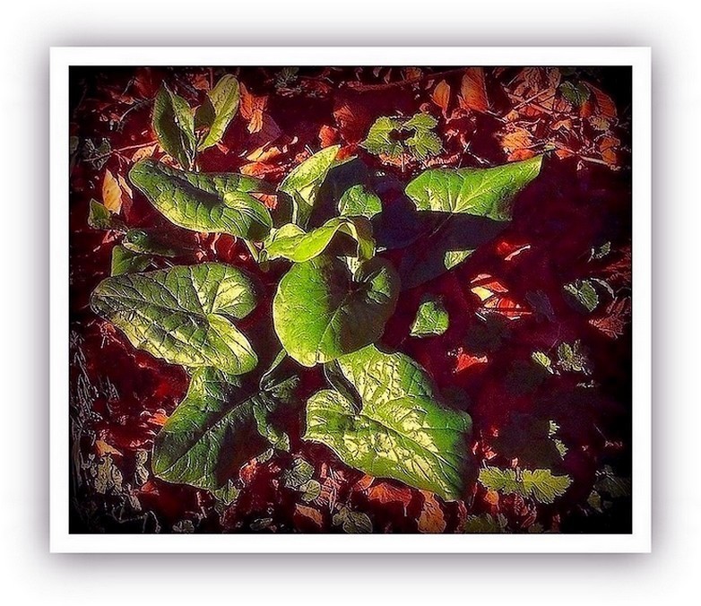 Plante toute neuve en sous-bois