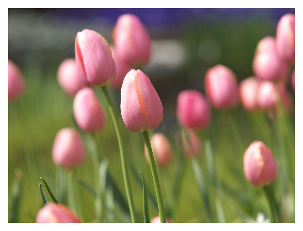 Planten un Blomen