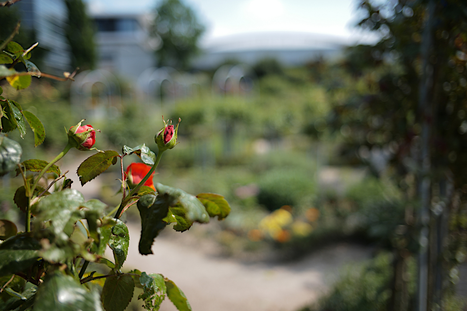 Planten un Blomen 2021 - 10