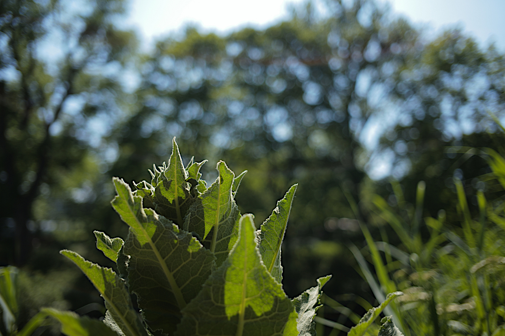 Planten un Blomen 2021 - 3